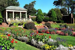 Lynch Park rose garden in full bloom