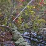 Close-Up of Beaver Pond at Thompson Street Reservation