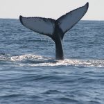 A whale's tail above water