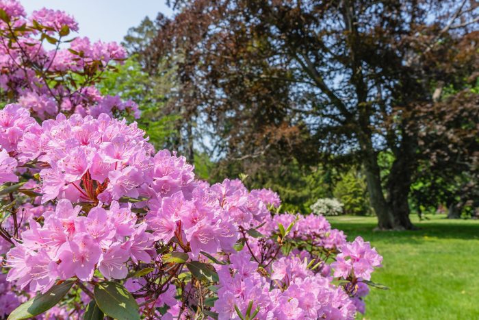 Rhododendron at Atkinson Common in Newburyport MA