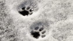 Paw prints in the snow