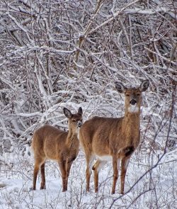 Two deer in the snow