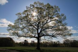 The sun peeks through a tree at Maudslay State Park